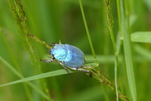 Réf. 184 668 : Hoplia coerulea